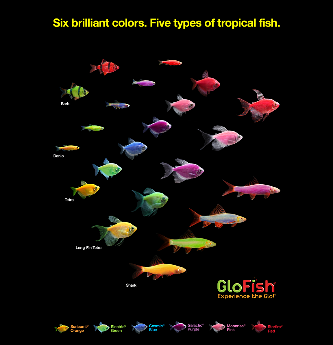 Glofish cheap tetra care